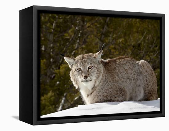 Captive Siberian Lynx (Eurasian Lynx) (Lynx Lynx) in the Snow, Near Bozeman, Montana, USA-James Hager-Framed Premier Image Canvas