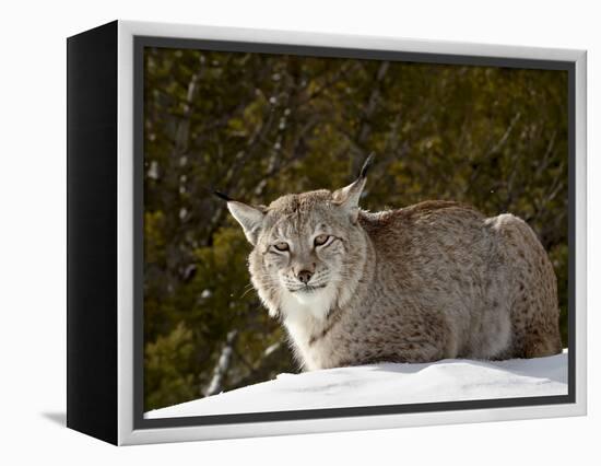 Captive Siberian Lynx (Eurasian Lynx) (Lynx Lynx) in the Snow, Near Bozeman, Montana, USA-James Hager-Framed Premier Image Canvas