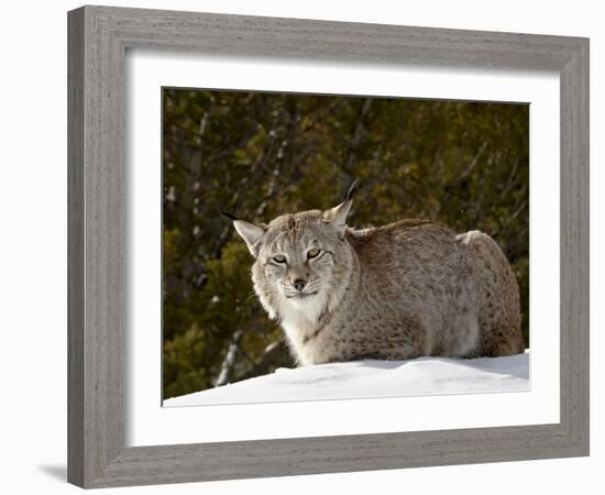 Captive Siberian Lynx (Eurasian Lynx) (Lynx Lynx) in the Snow, Near Bozeman, Montana, USA-James Hager-Framed Photographic Print