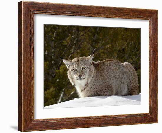 Captive Siberian Lynx (Eurasian Lynx) (Lynx Lynx) in the Snow, Near Bozeman, Montana, USA-James Hager-Framed Photographic Print