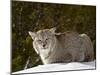 Captive Siberian Lynx (Eurasian Lynx) (Lynx Lynx) in the Snow, Near Bozeman, Montana, USA-James Hager-Mounted Photographic Print