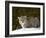 Captive Siberian Lynx (Eurasian Lynx) (Lynx Lynx) in the Snow, Near Bozeman, Montana, USA-James Hager-Framed Photographic Print