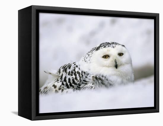 Captive Snowy Owl (Nictea Scandiaca)-Steve & Ann Toon-Framed Premier Image Canvas