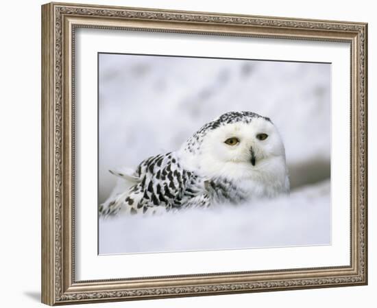 Captive Snowy Owl (Nictea Scandiaca)-Steve & Ann Toon-Framed Photographic Print