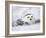 Captive Snowy Owl (Nictea Scandiaca)-Steve & Ann Toon-Framed Photographic Print