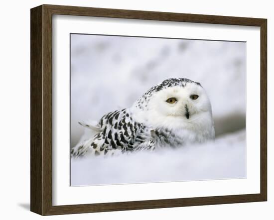 Captive Snowy Owl (Nictea Scandiaca)-Steve & Ann Toon-Framed Photographic Print