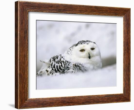 Captive Snowy Owl (Nictea Scandiaca)-Steve & Ann Toon-Framed Photographic Print