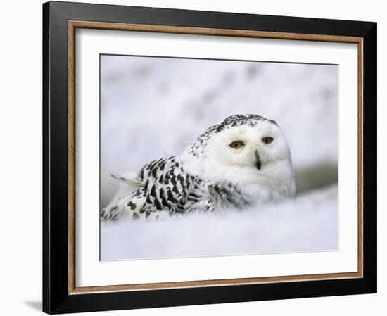 Captive Snowy Owl (Nictea Scandiaca)-Steve & Ann Toon-Framed Photographic Print