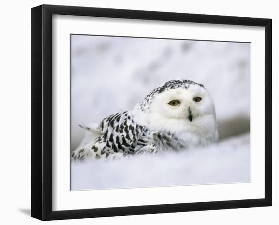 Captive Snowy Owl (Nictea Scandiaca)-Steve & Ann Toon-Framed Photographic Print