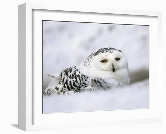 Captive Snowy Owl (Nictea Scandiaca)-Steve & Ann Toon-Framed Photographic Print