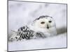 Captive Snowy Owl (Nictea Scandiaca)-Steve & Ann Toon-Mounted Photographic Print