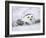 Captive Snowy Owl (Nictea Scandiaca)-Steve & Ann Toon-Framed Photographic Print