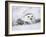 Captive Snowy Owl (Nictea Scandiaca)-Steve & Ann Toon-Framed Photographic Print