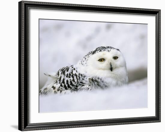 Captive Snowy Owl (Nictea Scandiaca)-Steve & Ann Toon-Framed Photographic Print