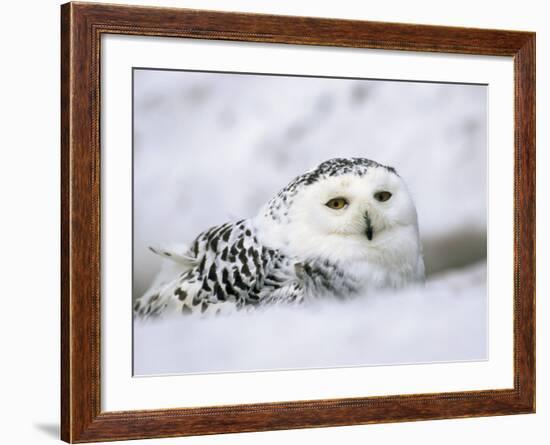 Captive Snowy Owl (Nictea Scandiaca)-Steve & Ann Toon-Framed Photographic Print