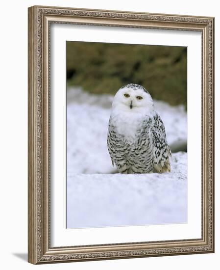 Captive Snowy Owl (Nictea Scandiaca)-Steve & Ann Toon-Framed Photographic Print