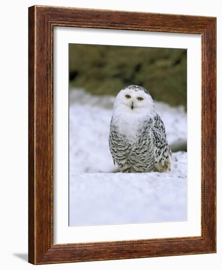 Captive Snowy Owl (Nictea Scandiaca)-Steve & Ann Toon-Framed Photographic Print