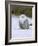 Captive Snowy Owl (Nictea Scandiaca)-Steve & Ann Toon-Framed Photographic Print