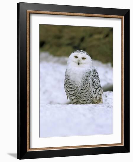 Captive Snowy Owl (Nictea Scandiaca)-Steve & Ann Toon-Framed Photographic Print