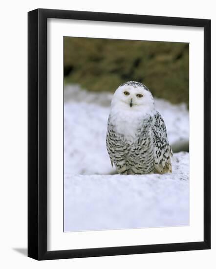 Captive Snowy Owl (Nictea Scandiaca)-Steve & Ann Toon-Framed Photographic Print