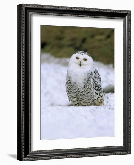 Captive Snowy Owl (Nictea Scandiaca)-Steve & Ann Toon-Framed Photographic Print