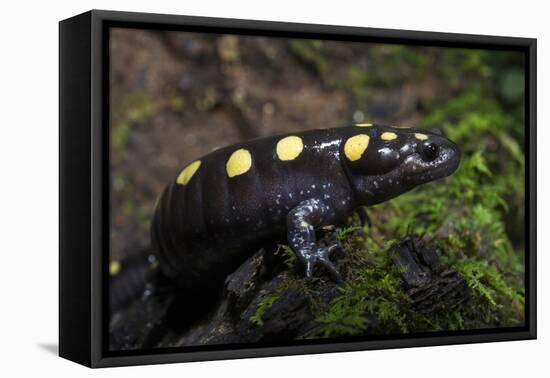 Captive Spotted Salamander. the Orianne Indigo Snake Preserve, Georgia-Pete Oxford-Framed Premier Image Canvas