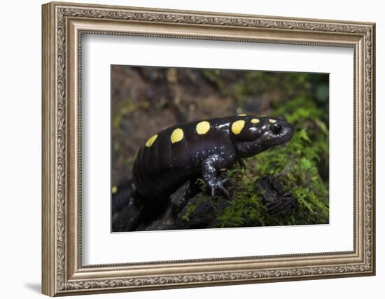 Captive Spotted Salamander. the Orianne Indigo Snake Preserve, Georgia-Pete Oxford-Framed Photographic Print