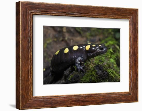 Captive Spotted Salamander. the Orianne Indigo Snake Preserve, Georgia-Pete Oxford-Framed Photographic Print