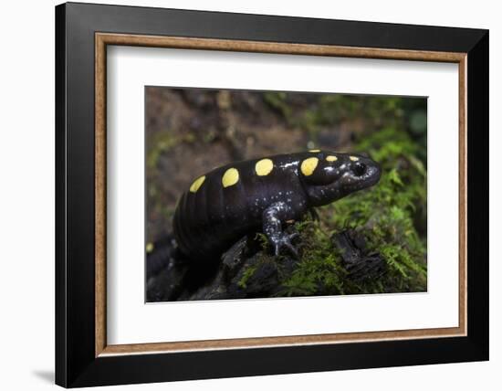 Captive Spotted Salamander. the Orianne Indigo Snake Preserve, Georgia-Pete Oxford-Framed Photographic Print