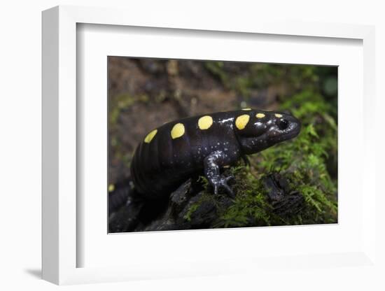 Captive Spotted Salamander. the Orianne Indigo Snake Preserve, Georgia-Pete Oxford-Framed Photographic Print