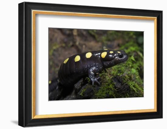 Captive Spotted Salamander. the Orianne Indigo Snake Preserve, Georgia-Pete Oxford-Framed Photographic Print