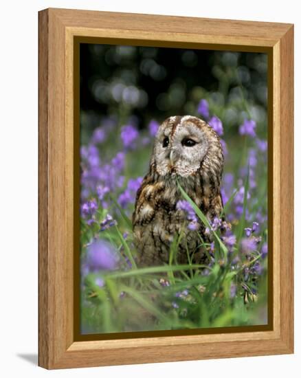 Captive Tawny Owl (Strix Aluco) in Bluebells, United Kingdom-Steve & Ann Toon-Framed Premier Image Canvas