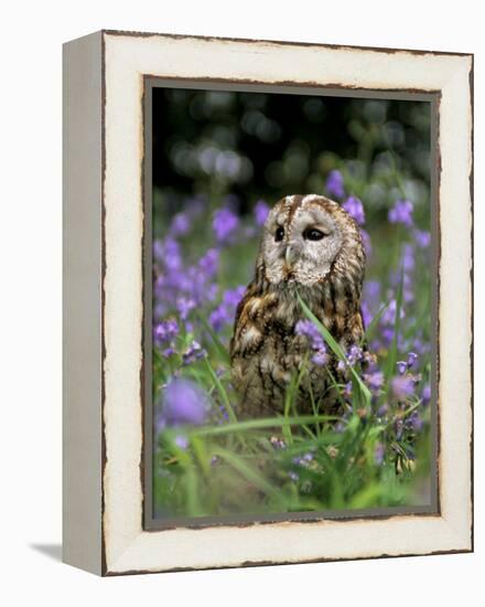 Captive Tawny Owl (Strix Aluco) in Bluebells, United Kingdom-Steve & Ann Toon-Framed Premier Image Canvas