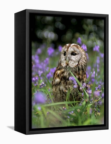 Captive Tawny Owl (Strix Aluco) in Bluebells, United Kingdom-Steve & Ann Toon-Framed Premier Image Canvas