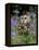 Captive Tawny Owl (Strix Aluco) in Bluebells, United Kingdom-Steve & Ann Toon-Framed Premier Image Canvas