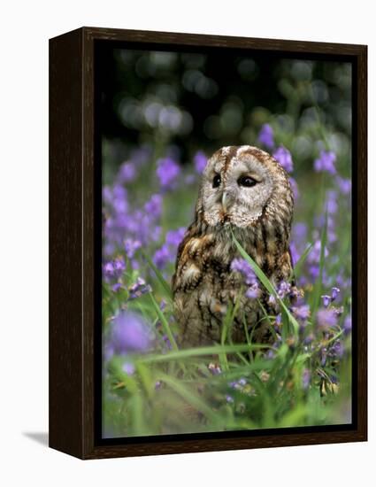 Captive Tawny Owl (Strix Aluco) in Bluebells, United Kingdom-Steve & Ann Toon-Framed Premier Image Canvas