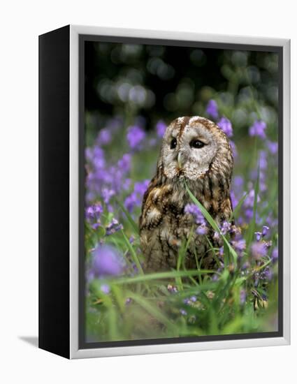 Captive Tawny Owl (Strix Aluco) in Bluebells, United Kingdom-Steve & Ann Toon-Framed Premier Image Canvas