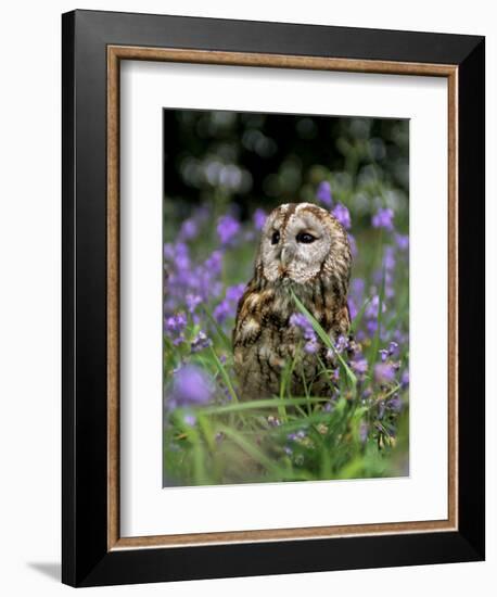 Captive Tawny Owl (Strix Aluco) in Bluebells, United Kingdom-Steve & Ann Toon-Framed Photographic Print