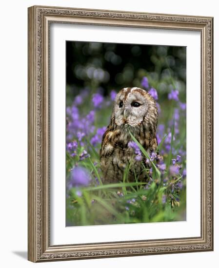 Captive Tawny Owl (Strix Aluco) in Bluebells, United Kingdom-Steve & Ann Toon-Framed Photographic Print