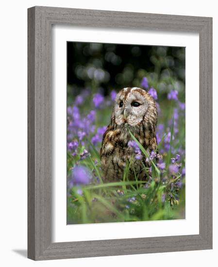 Captive Tawny Owl (Strix Aluco) in Bluebells, United Kingdom-Steve & Ann Toon-Framed Photographic Print