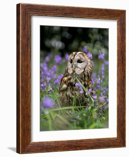 Captive Tawny Owl (Strix Aluco) in Bluebells, United Kingdom-Steve & Ann Toon-Framed Photographic Print