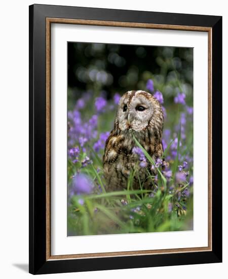 Captive Tawny Owl (Strix Aluco) in Bluebells, United Kingdom-Steve & Ann Toon-Framed Photographic Print