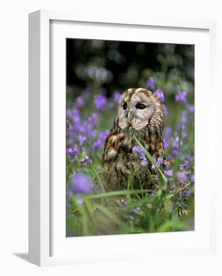 Captive Tawny Owl (Strix Aluco) in Bluebells, United Kingdom-Steve & Ann Toon-Framed Photographic Print