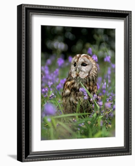 Captive Tawny Owl (Strix Aluco) in Bluebells, United Kingdom-Steve & Ann Toon-Framed Photographic Print