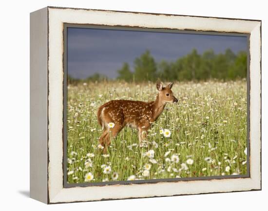 Captive Whitetail Deer Fawn Among Oxeye Daisies, Sandstone, Minnesota, USA-James Hager-Framed Premier Image Canvas