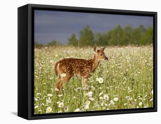Captive Whitetail Deer Fawn Among Oxeye Daisies, Sandstone, Minnesota, USA-James Hager-Framed Premier Image Canvas