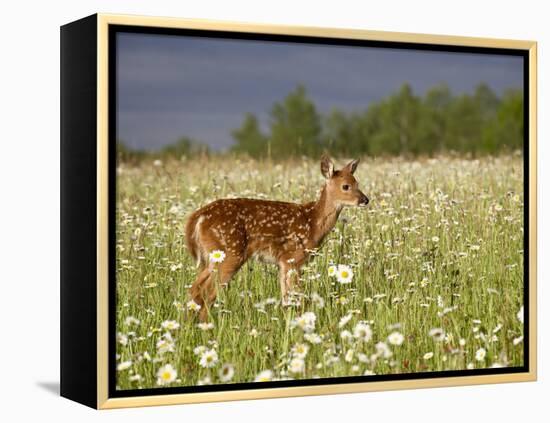 Captive Whitetail Deer Fawn Among Oxeye Daisies, Sandstone, Minnesota, USA-James Hager-Framed Premier Image Canvas