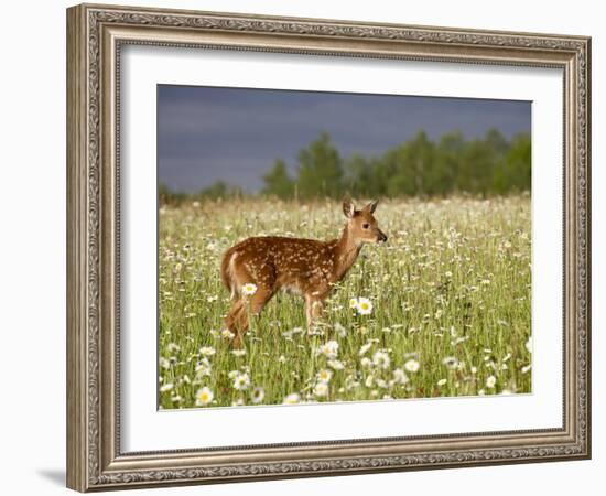 Captive Whitetail Deer Fawn Among Oxeye Daisies, Sandstone, Minnesota, USA-James Hager-Framed Photographic Print