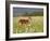 Captive Whitetail Deer Fawn Among Oxeye Daisies, Sandstone, Minnesota, USA-James Hager-Framed Photographic Print