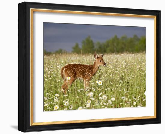 Captive Whitetail Deer Fawn Among Oxeye Daisies, Sandstone, Minnesota, USA-James Hager-Framed Photographic Print